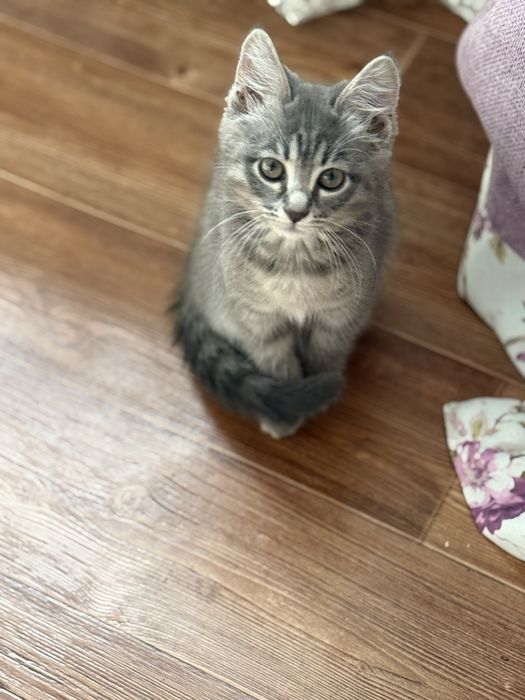 Серенькая милашка котенок 2,5 мес