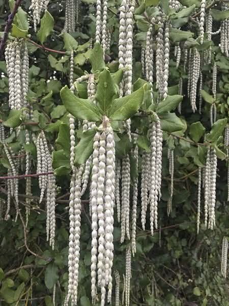 Гария (garrya thuretii)