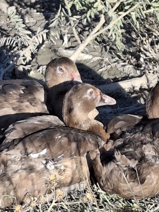 Утята пекинка,индоутята,башкиры