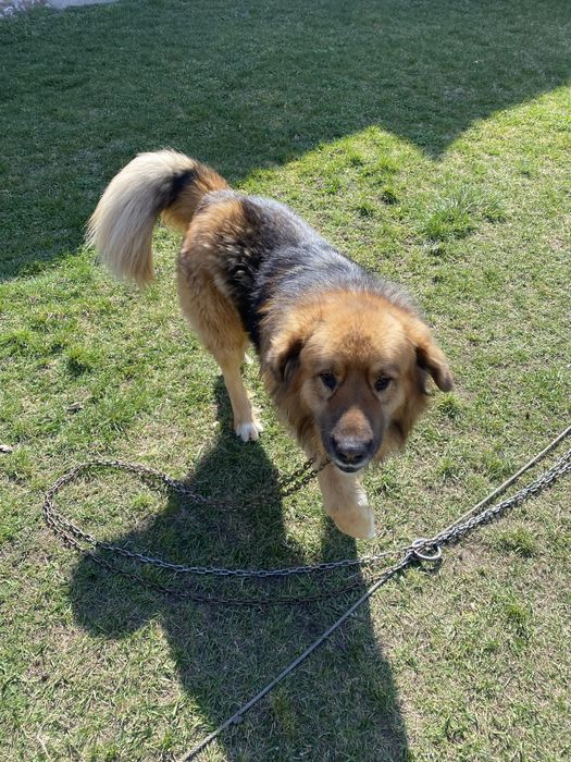 Donez caine talie mare