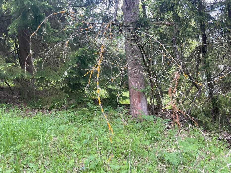 Продава се Парцел в Копривщица - 5551 кв.м за 55 €/кв.м - Снимка #7