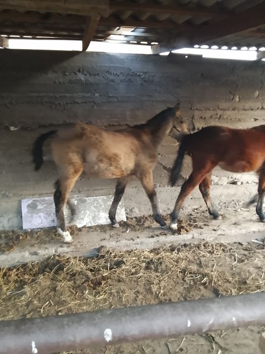 Лошади кобылка и жеребец