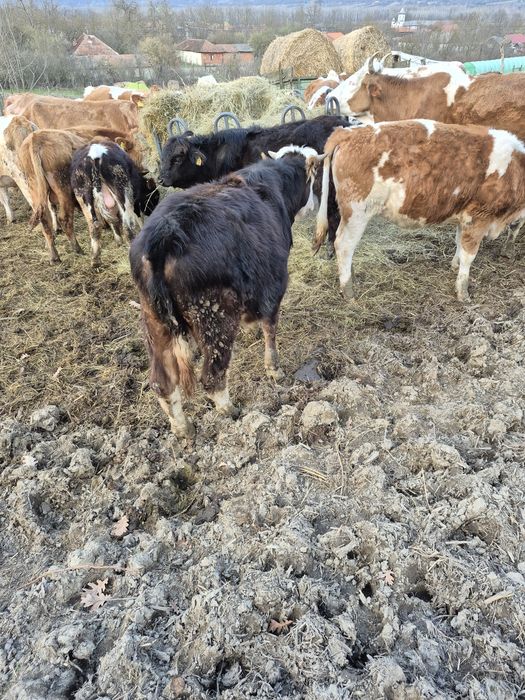 Vând viței baltati