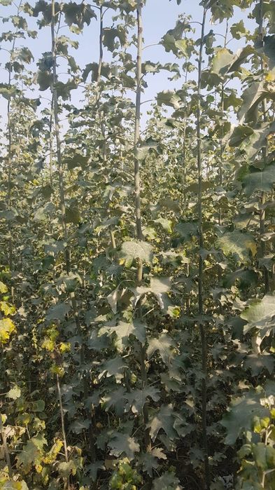 Терак кучатлари сотилади