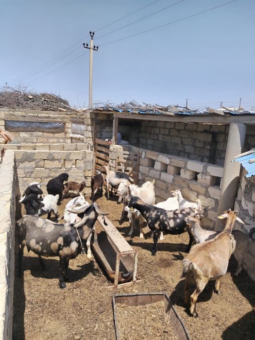 Парода ешкілер сатылады.