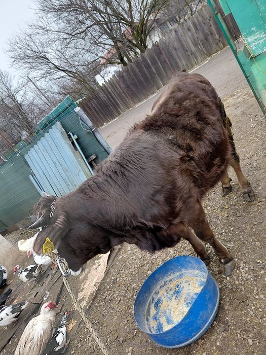 Vitea de 1 an de vanzare