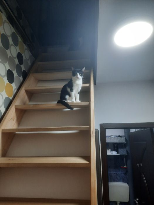 Donez pisicuțe motanei