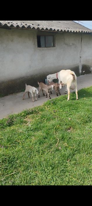 Iedut anglonubian 75%