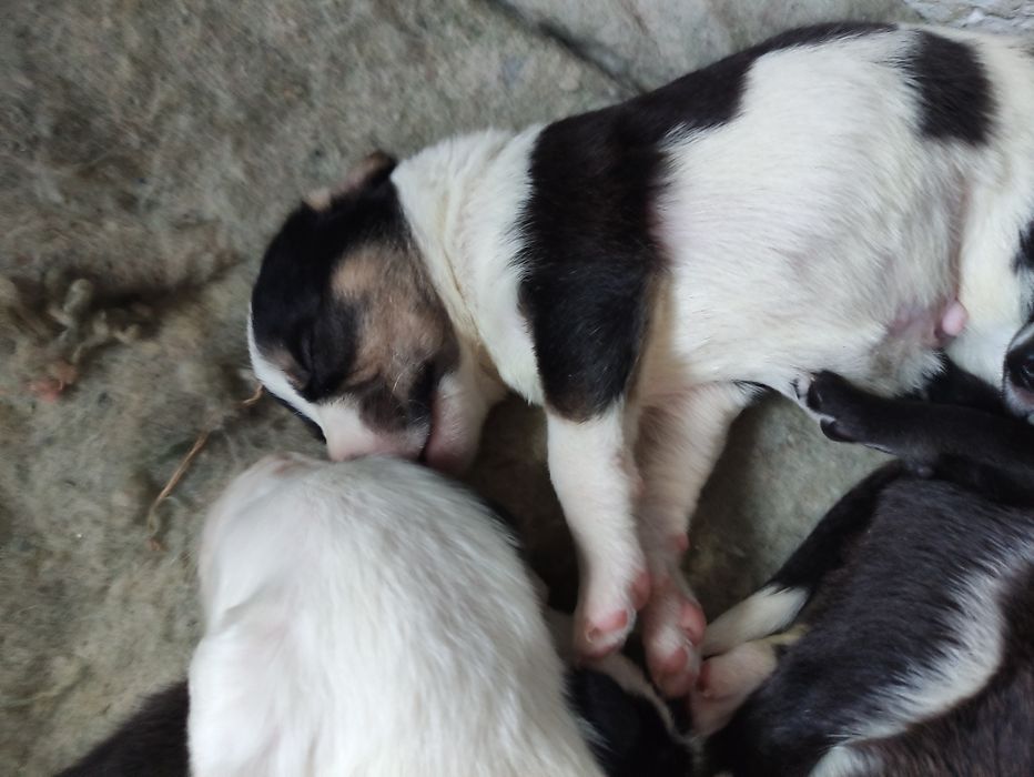 Щенки стаффа и азиата