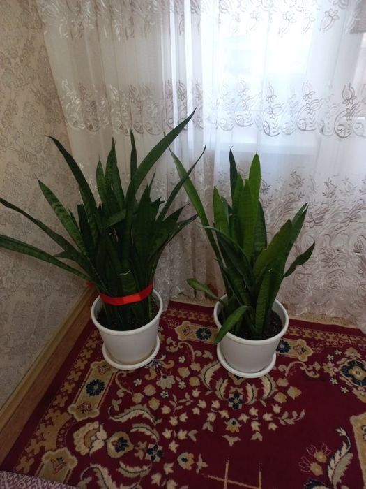 Комнатные цветы .