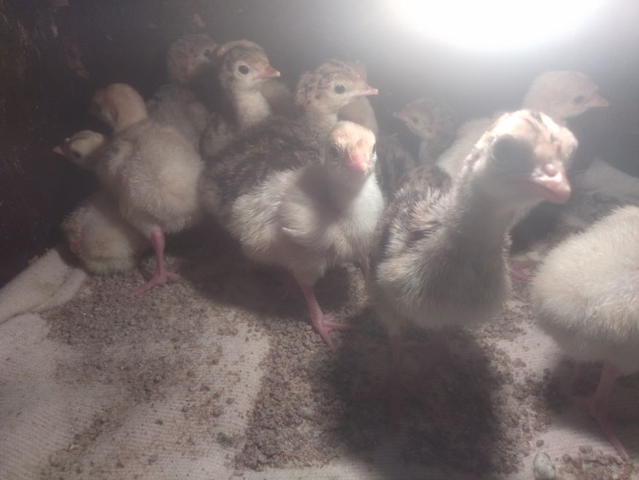 Индюшата индюшата