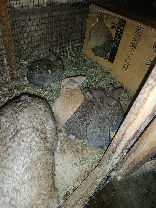 velikan bollari sotuvda