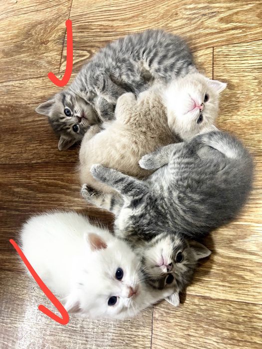 Котята Турецкой Ангоры