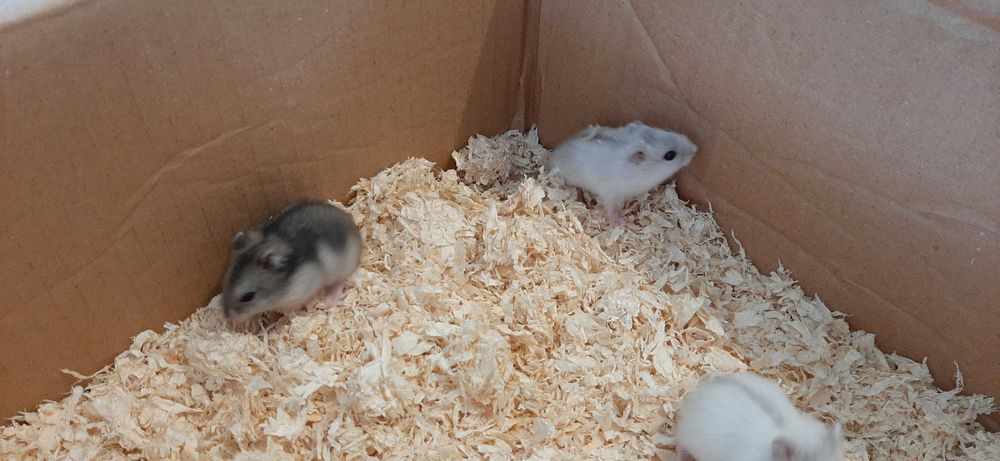 Pui de hamster pitic de vânzare