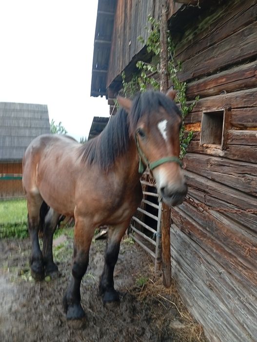 Vând mânz 1 an și o lună