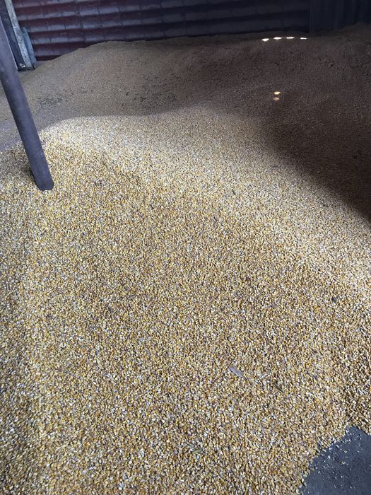 Vand porumb boabe/stiulete,recolta 2025.