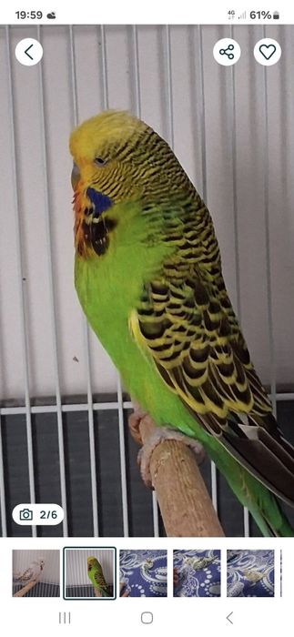 Perusi standard perchi formate