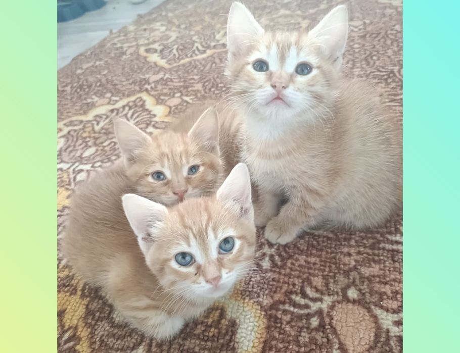 Отдам котят в добрые руки