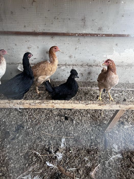 Tovuq hurozlar sotiladi yaponcha parodni Qora Oq