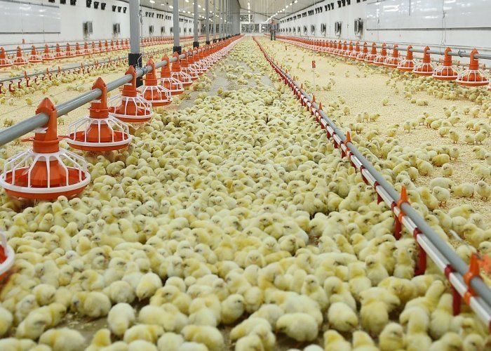 Бройлеры Ross 308 / Cobb 500 — суточные цыплята