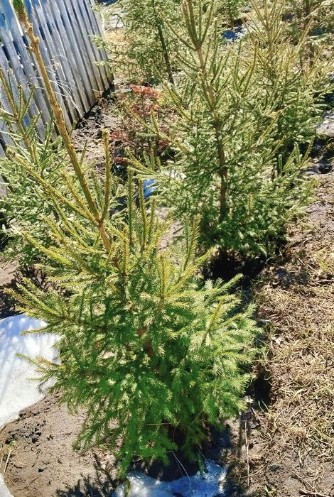 Продам ели сибирские  ели голубые