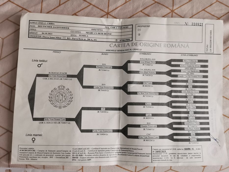 Femela ciobănesc de asia centrala