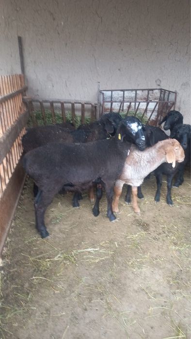 Семіз жас қойлар сатылады