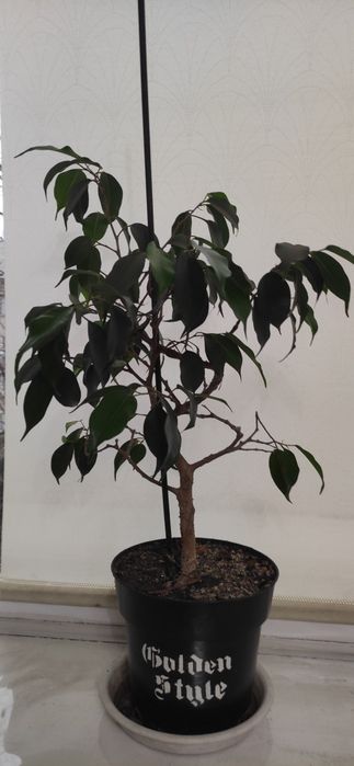 Продам комнатные растения