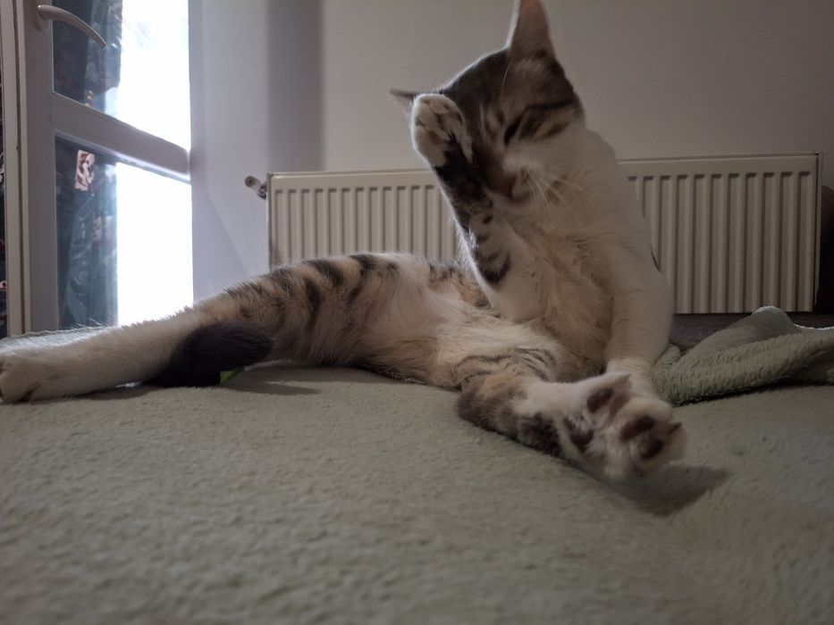 Bjorn și Soni își caută familie nouă - 2 motănei - Targoviște