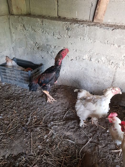 Домашняя курица тоуклар