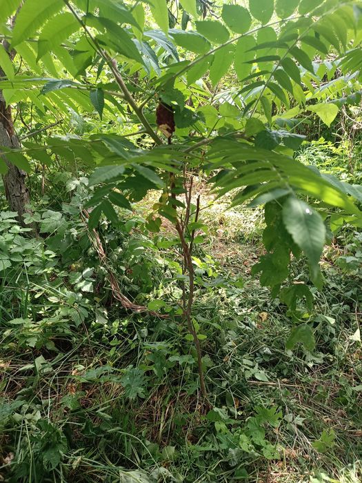 Пузыреплодник метельчатый