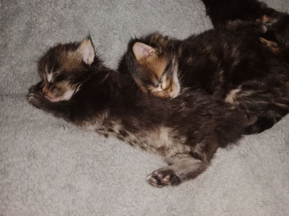 Продаются котята