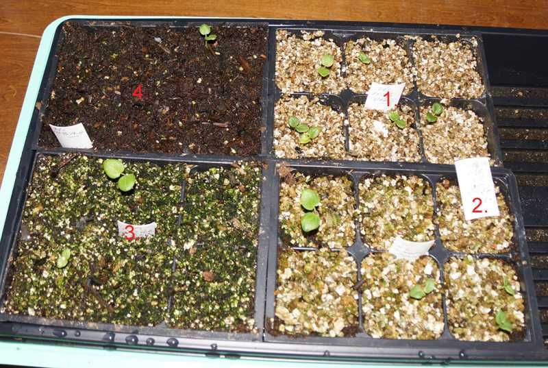 Как использовать вермикулит для рассады. Грунт с вермикулитом для рассады. Субстрат фиалка сады аурики. Вермикулит для проращивания травы. Вермикулит светофор.