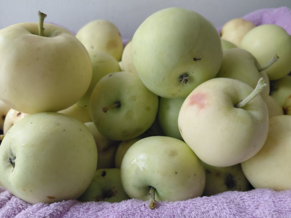 Продам. Яблоки. Белый. Налив