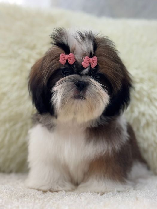 Шикарные щеночки ши-тцу