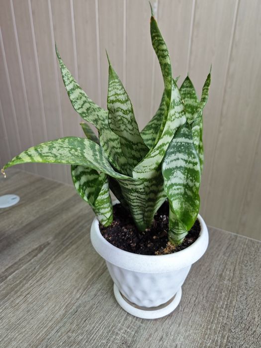 Комнатные цветы разные от 1500