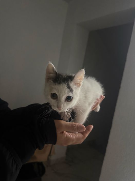 Отдам котенка в хорошие добрые руки