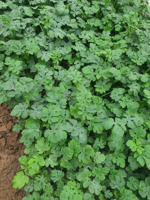 Тарвуз кучатлар сотилади