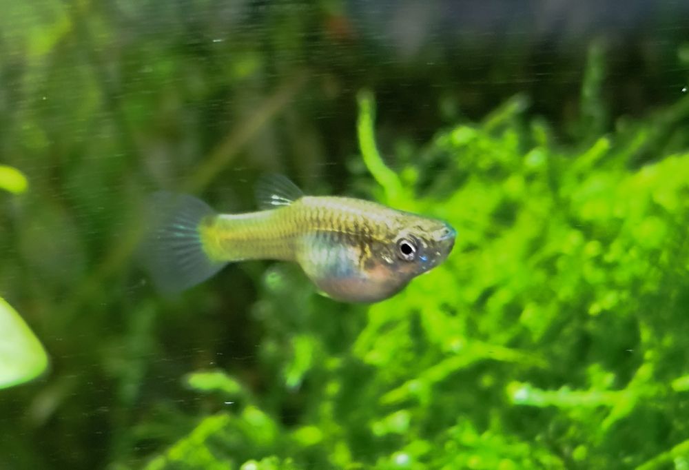 Endler guppy/ Endler/ Poecilia wingei - Black Bar
