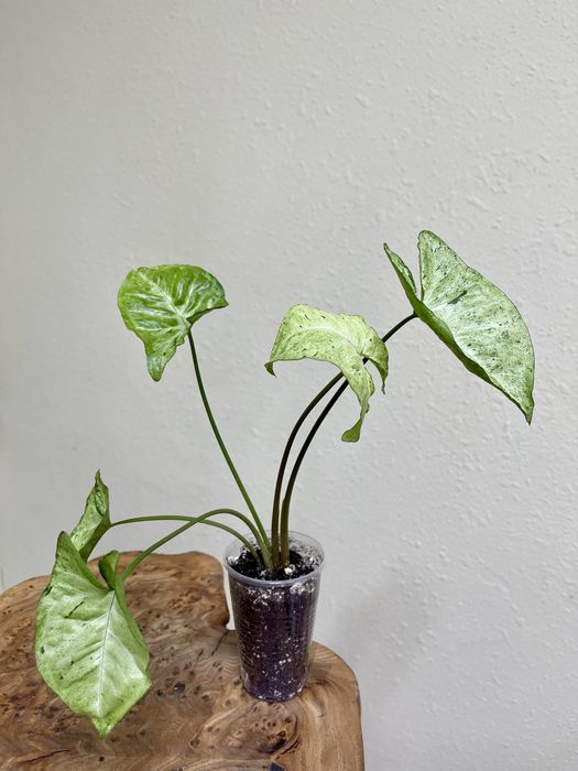 Сингониум Фреклес