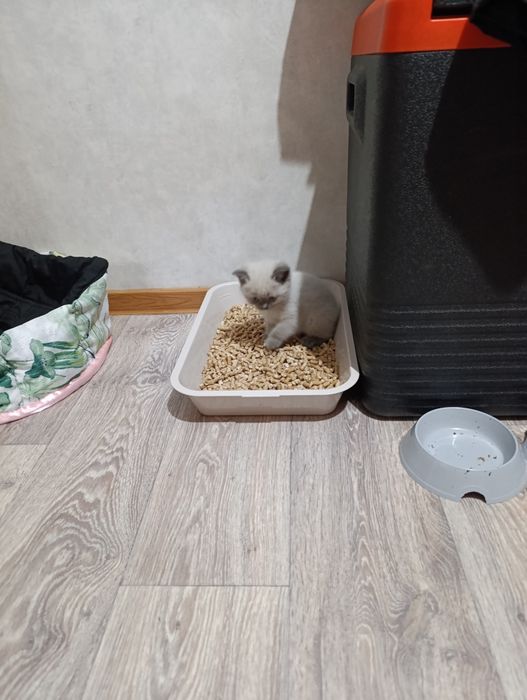 Котенок 2мес, шотландский вислоухий!