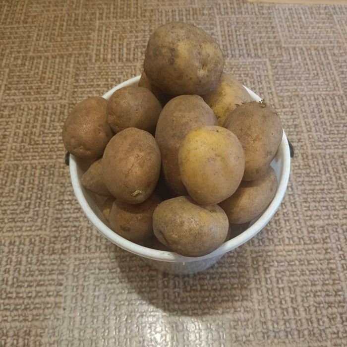 картофель домашний с 19 дач
