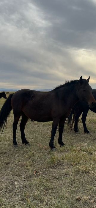Соғым сатылады согым мясо