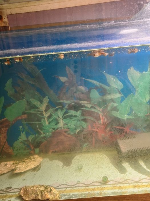 Продам аквариум настольный с рыбками