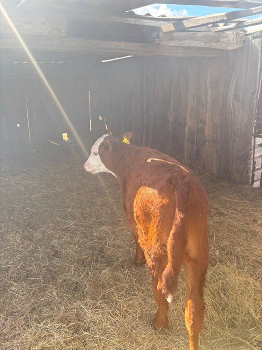 Теленок 3 месеца