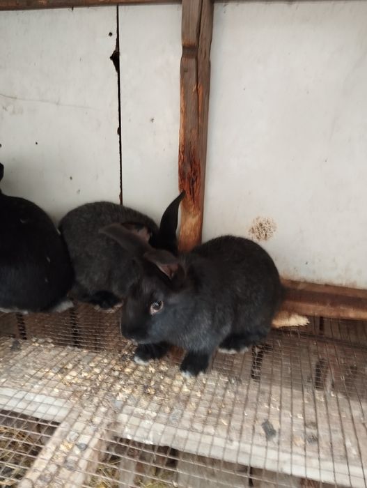 Кролики полтавское серебро