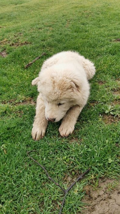 Собака чистакровка