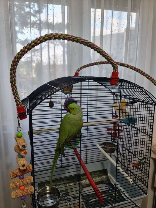 Vand papagal Micul Alexandru