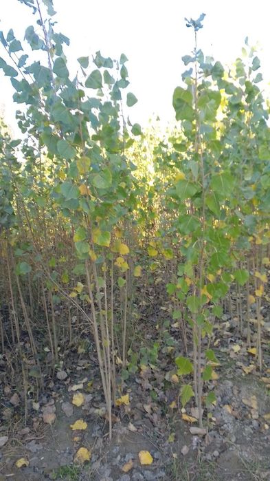 Terak koʻchat sotiladi