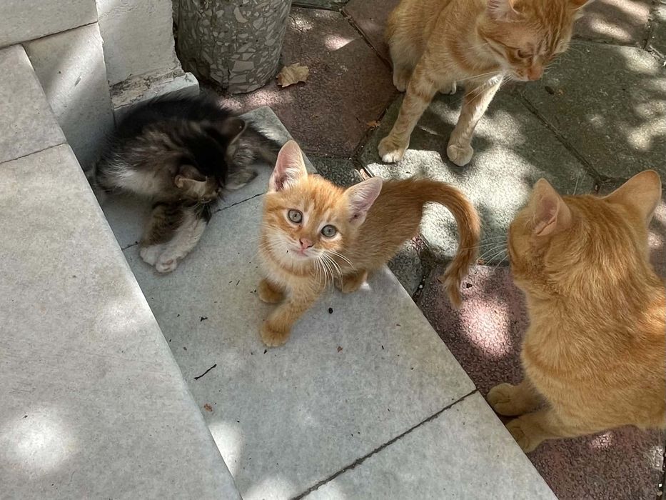 Подаряваме котенца